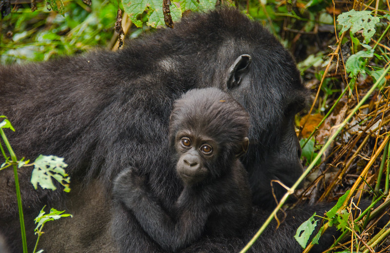 A planning guide for the gorilla trekking safari in Bwindi