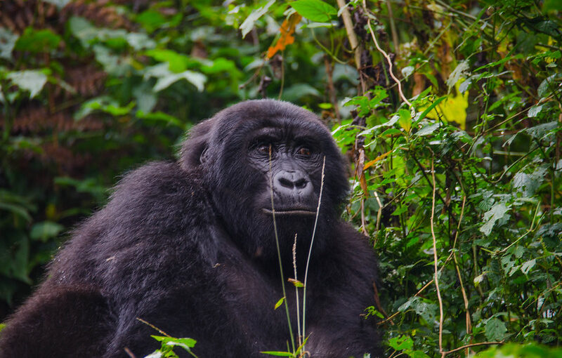 What are the travel options to Bwindi?