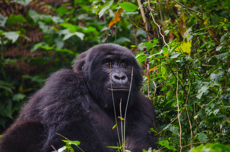 What are the travel options to Bwindi?