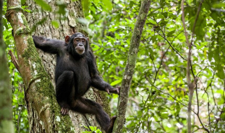 Chimpanzee Trekking in Kibale National Park