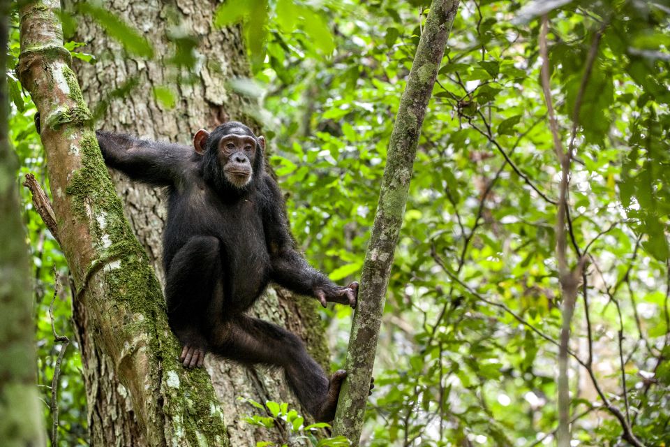 Chimpanzee Trekking in Kibale National Park