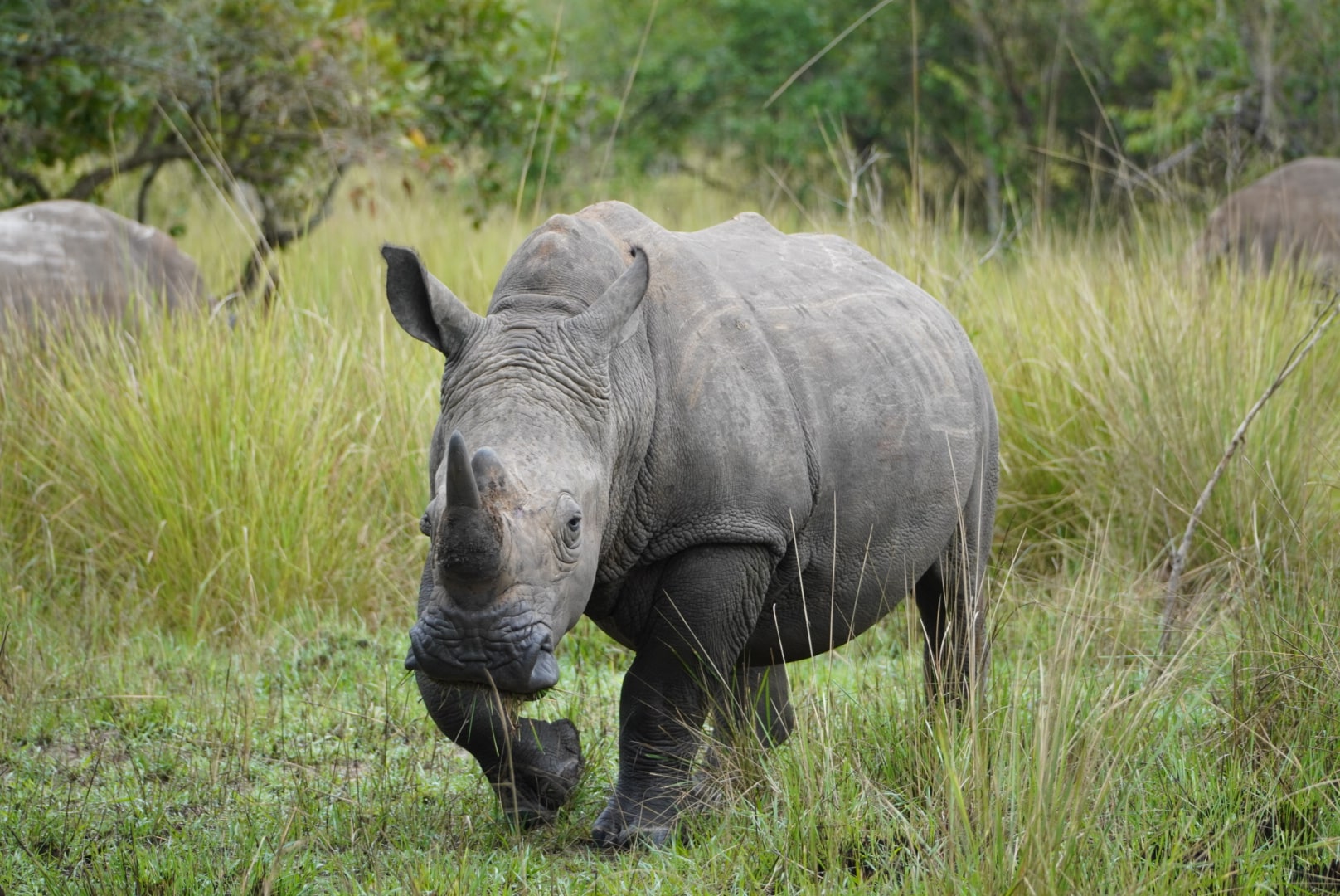 Rwanda Safari in January