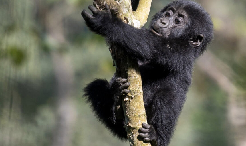 Gorilla photography in Uganda