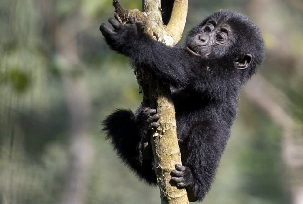 Gorilla photography in Uganda