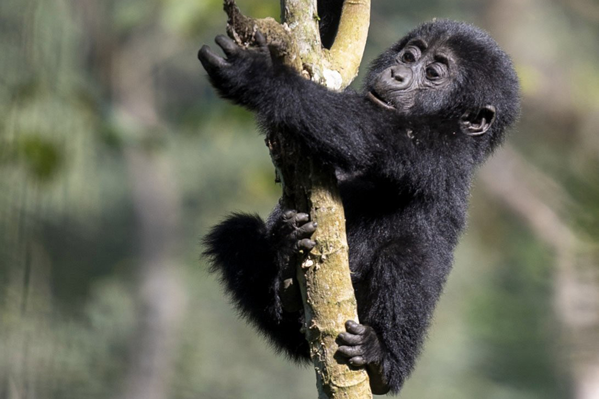 Gorilla photography in Uganda