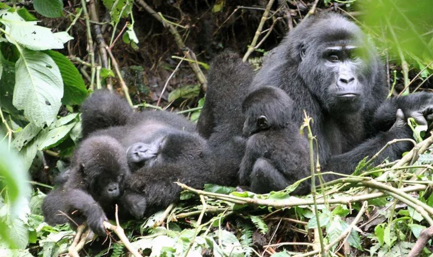 Gorilla Trekking Safaris in Rushaga Sector, Bwindi Impenetrable National Park