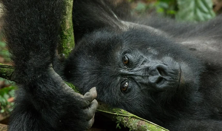 What is the cheapest way to see Mountain gorillas in Uganda?