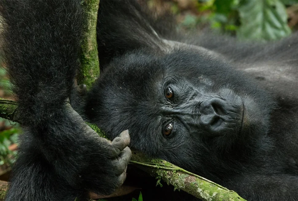 cheapest way to see Mountain gorillas