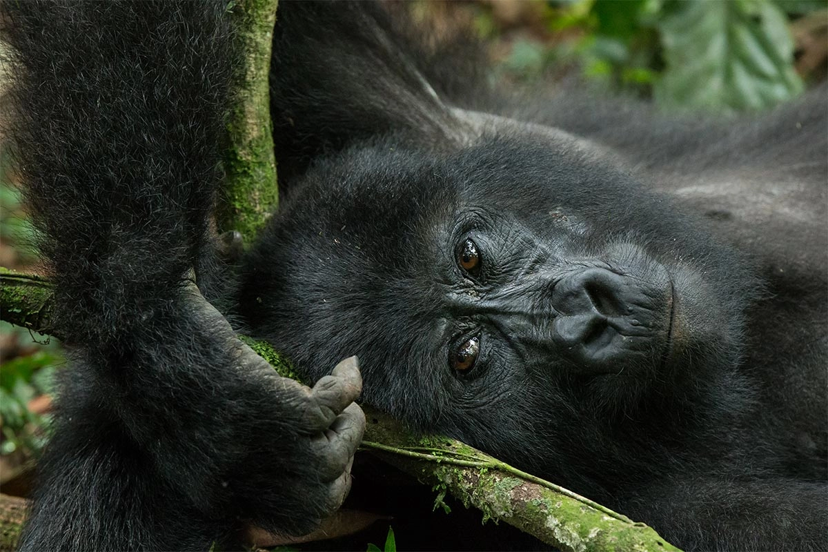 cheapest way to see Mountain gorillas