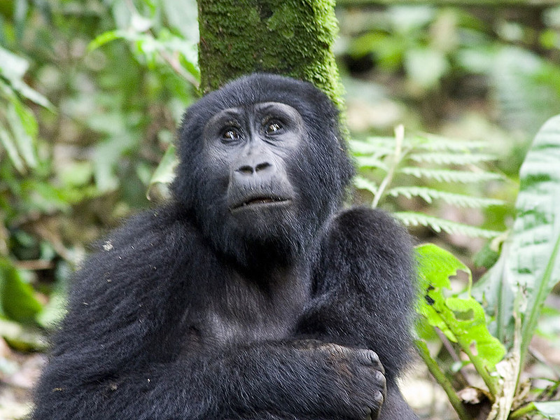 Uganda Gorilla Safaris