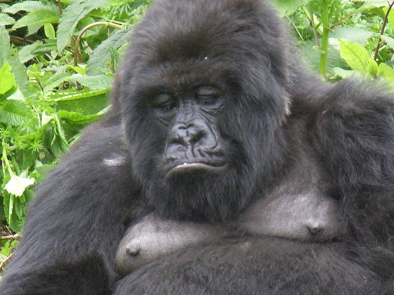 Gorilla Trekking in Rwanda