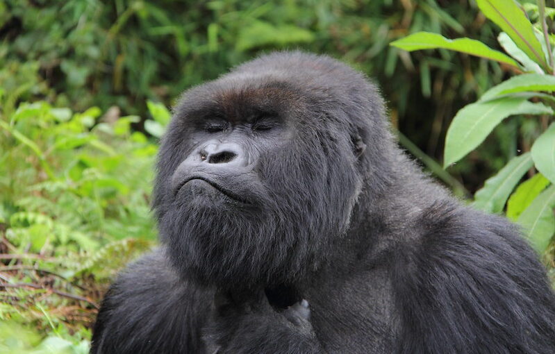 Festive Season Gorilla Trekking: A Unique Holiday Adventure