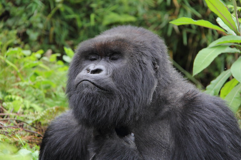 Festive Season Gorilla Trekking: A Unique Holiday Adventure