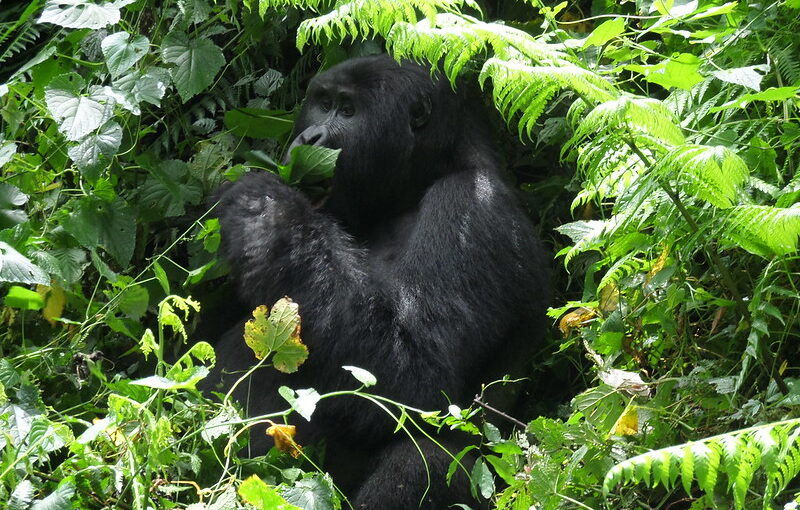 Memorable Christmas Gorilla Tracking Safari.