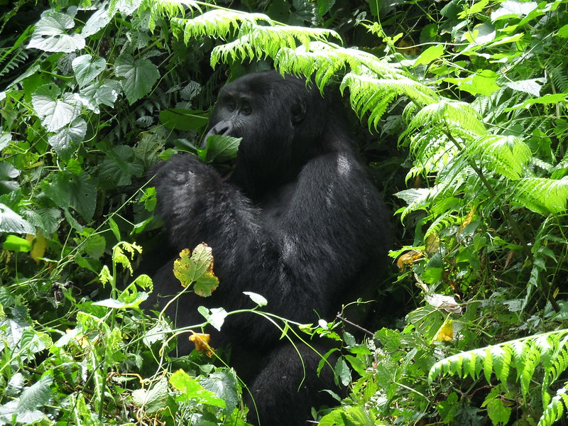 Memorable Christmas Gorilla Tracking Safari.