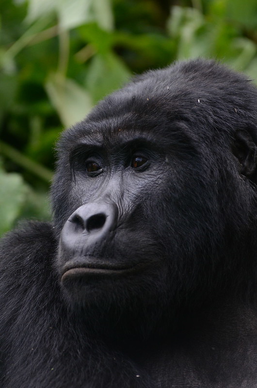 Gorilla Trekking In Uganda.