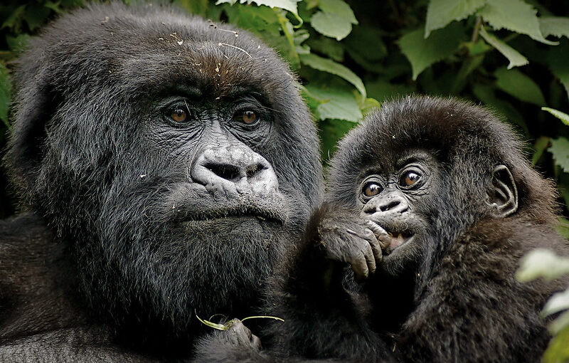 Best lodge for my gorilla trekking safari in Bwindi.