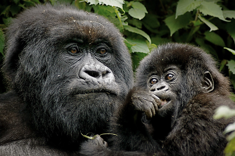 Best lodge for my gorilla trekking safari in Bwindi.