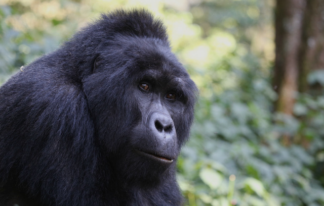 Guide to planning gorilla trekking safari in Bwindi.