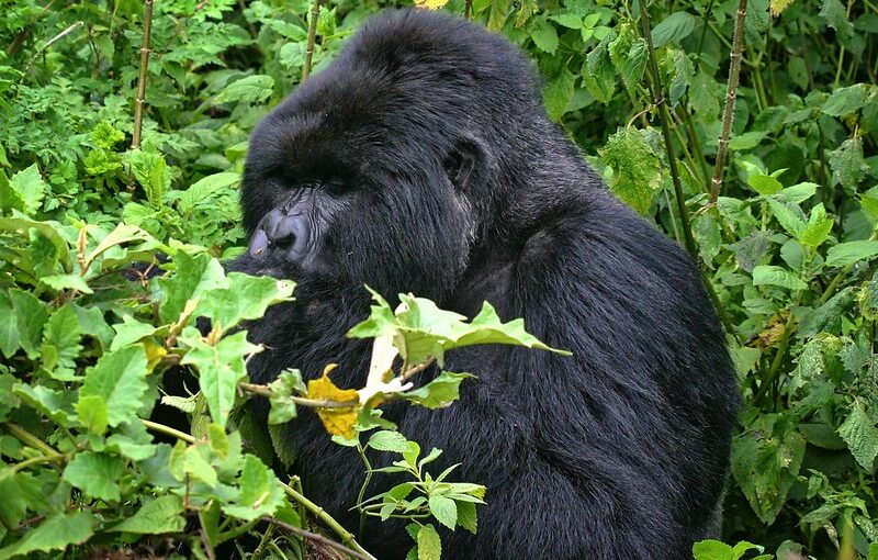 How difficult is Gorilla habituation experience?