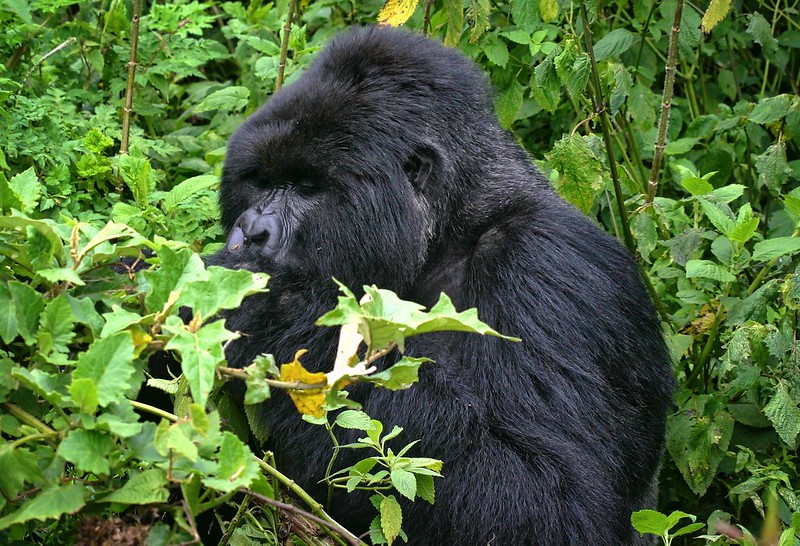 How difficult is Gorilla habituation experience?