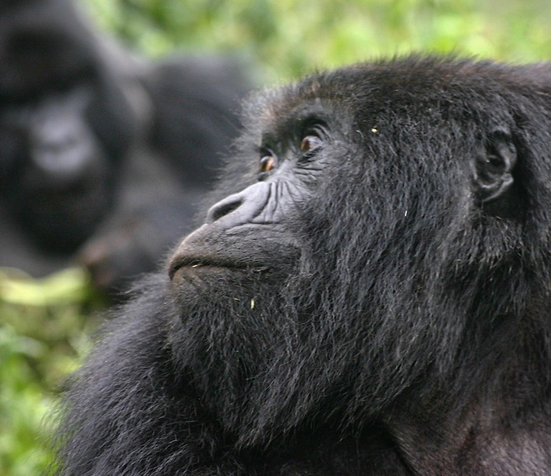 How difficult is Gorilla habituation experience?