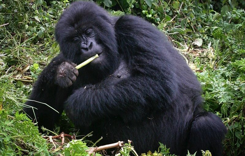 Booking Gorilla habituation experience permit.