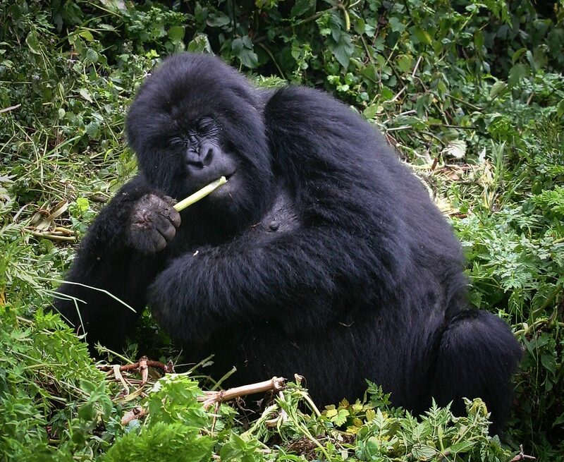 Booking Gorilla habituation experience permit.