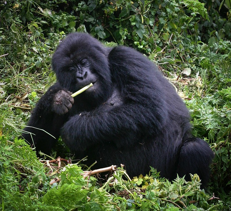 Where to go gorilla trekking in Africa?