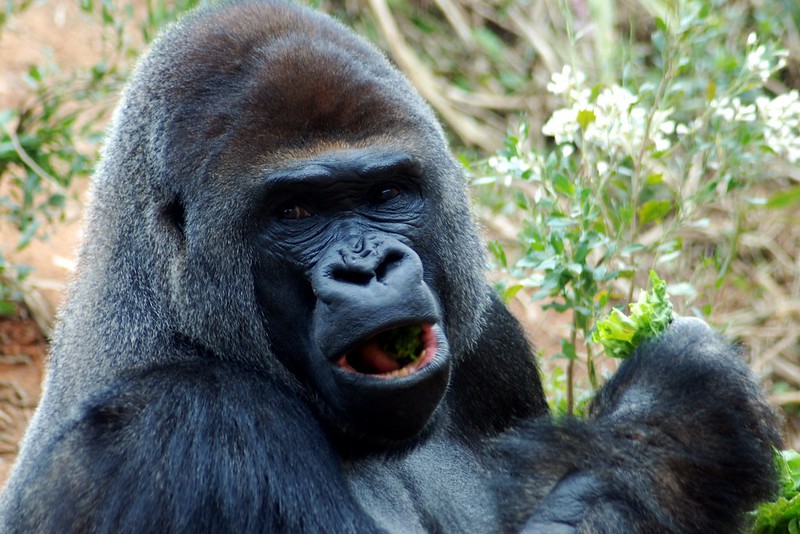 Booking Gorilla habituation experience permit.