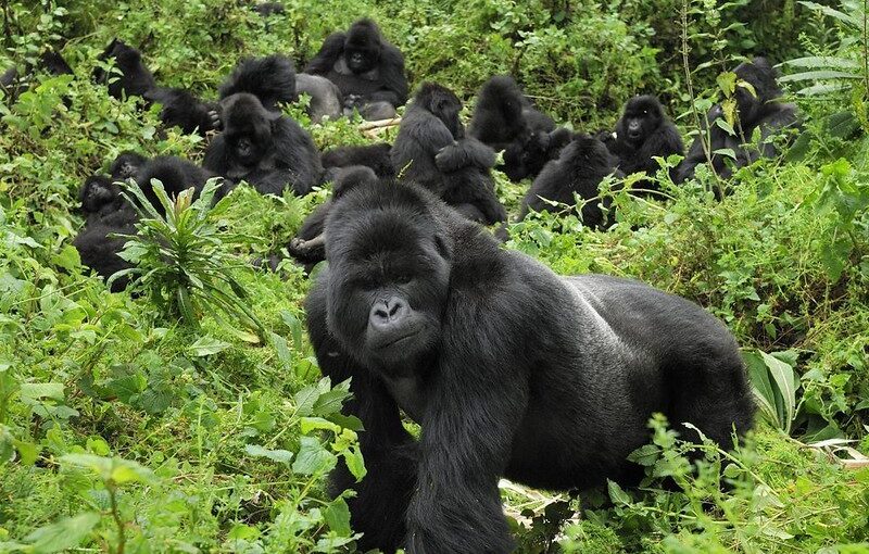 Gorilla Trekking In Uganda.