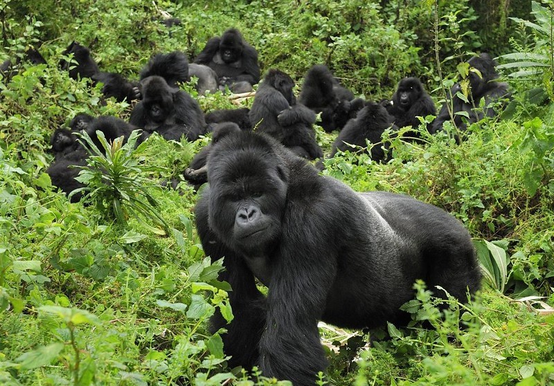 Gorilla Trekking In Uganda.