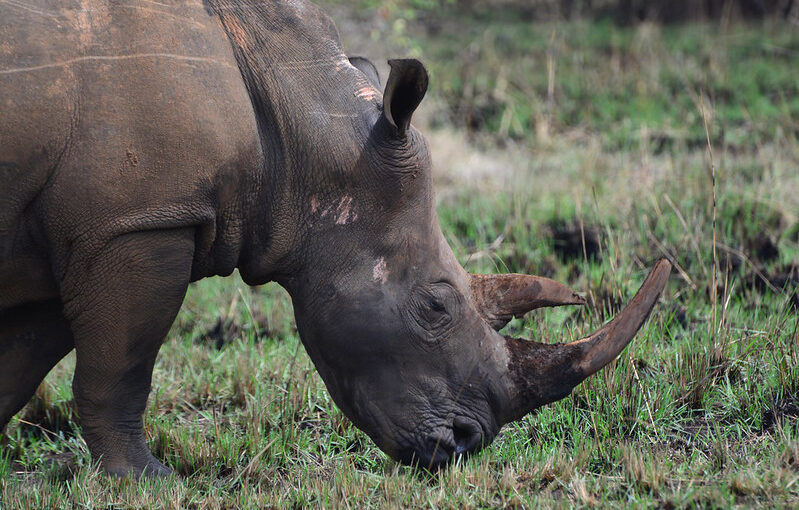 Rhino tracking rates in Uganda.