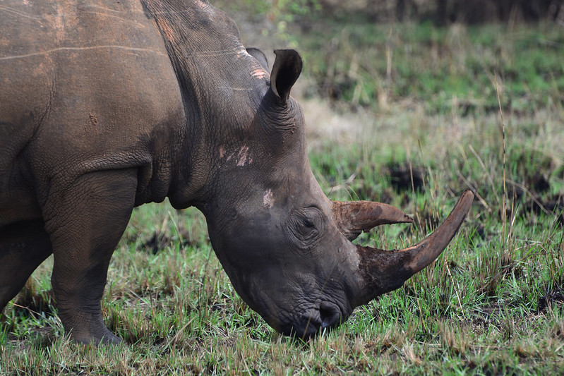 Rhino tracking rates in Uganda.