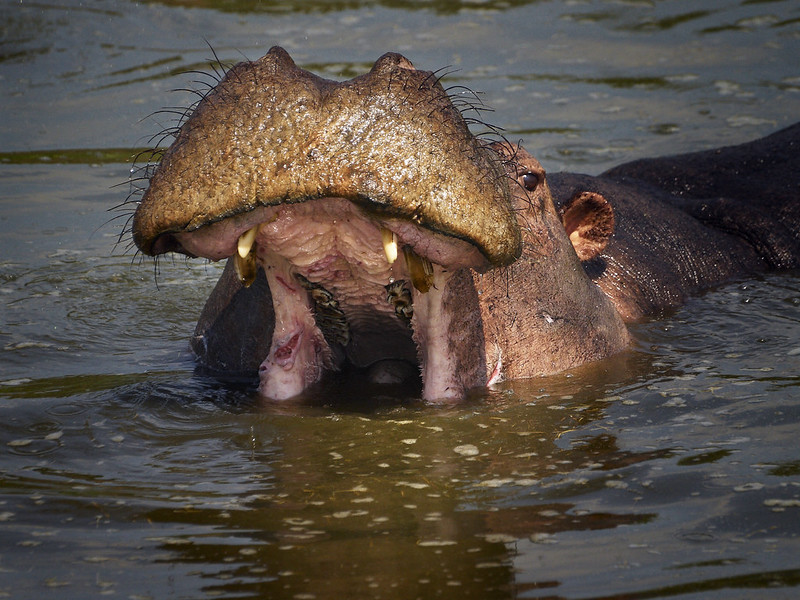 Exclusive photography safari experience in Uganda.