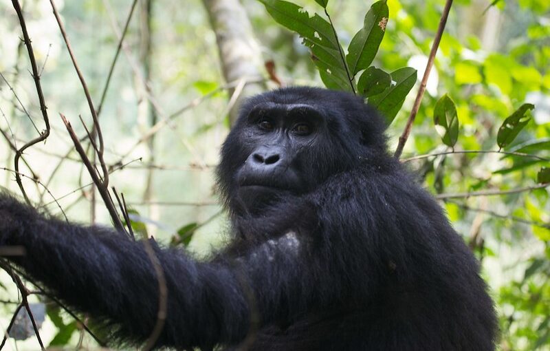 Uganda Gorilla Trekking Family Safaris