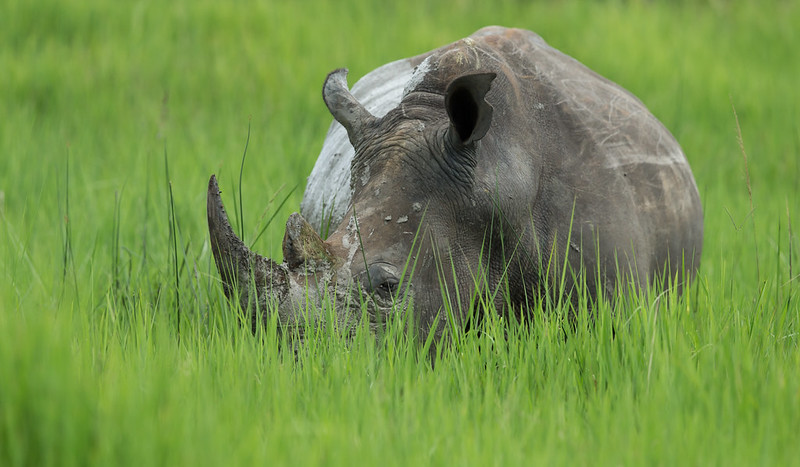 Top Rhino tracking safari in Uganda.