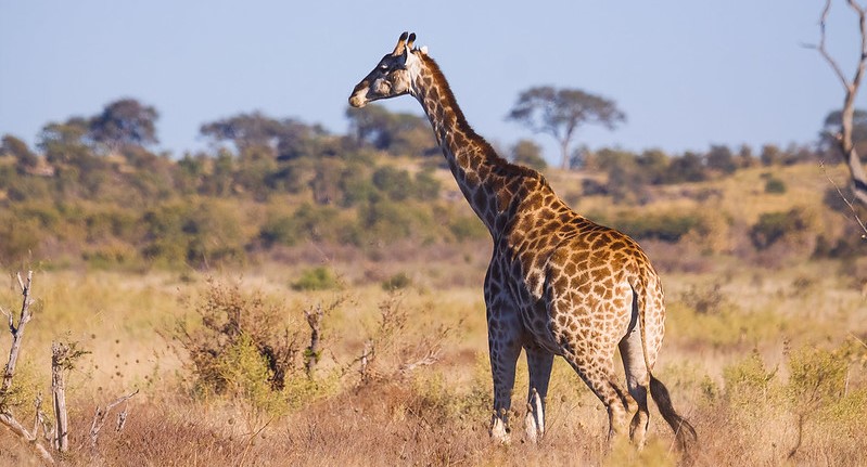 Gorilla and wildlife Photographic safaris in Africa.