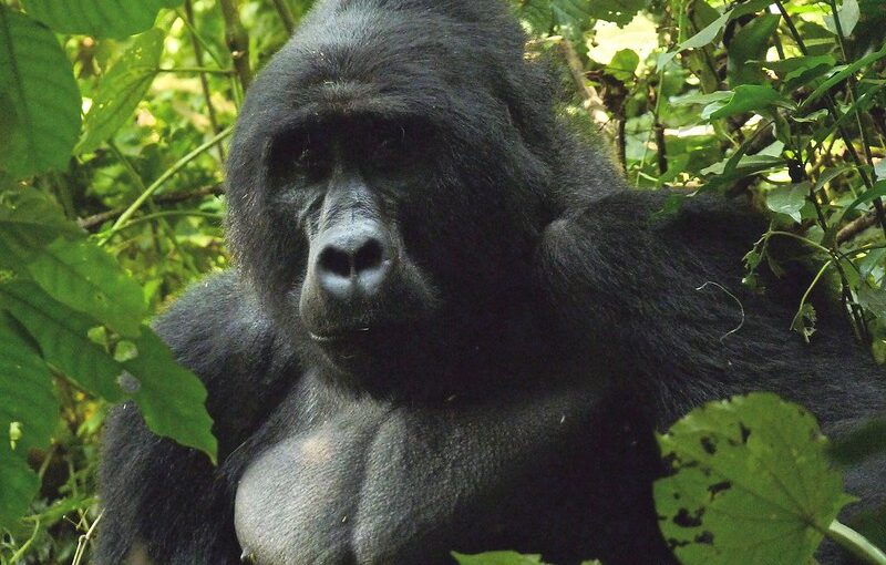 Combine mountain Gorillas, wildlife with mountain biking in Bwindi.