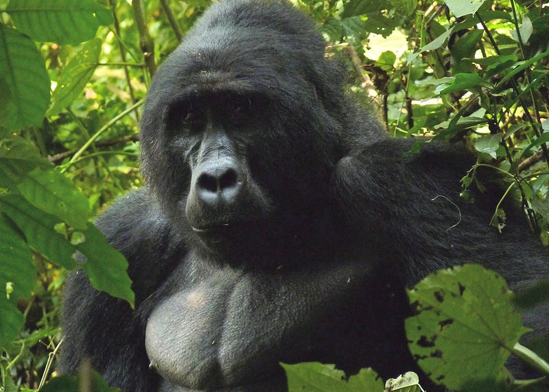 Combine mountain Gorillas, wildlife with mountain biking in Bwindi.