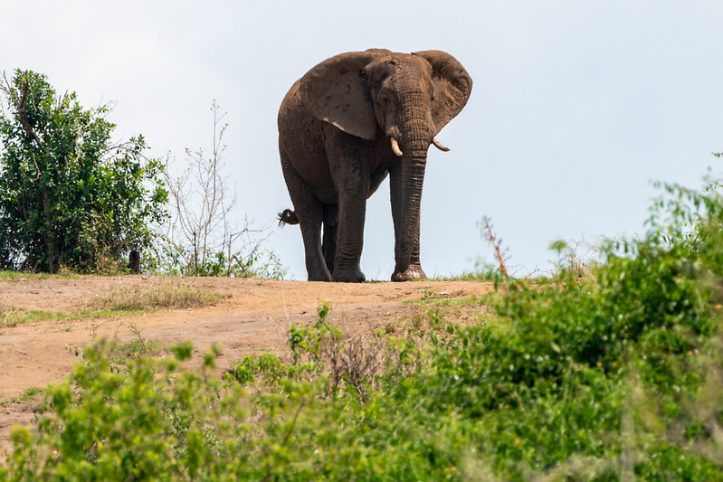 Exclusive photography safari experience in Uganda.