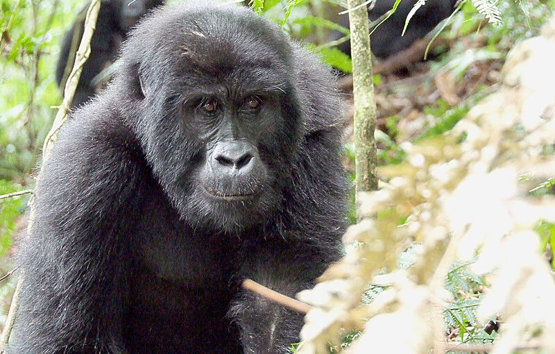 When is the best time to go gorilla trekking in Uganda?