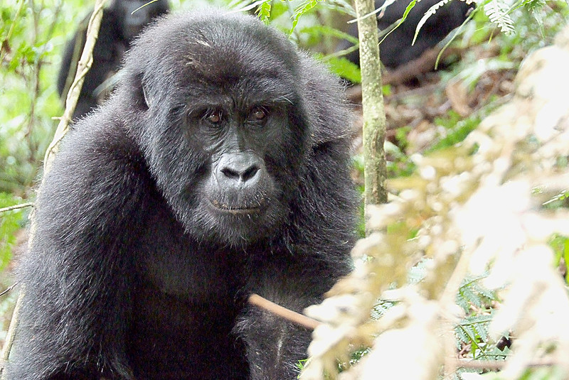 When is the best time to go gorilla trekking in Uganda?