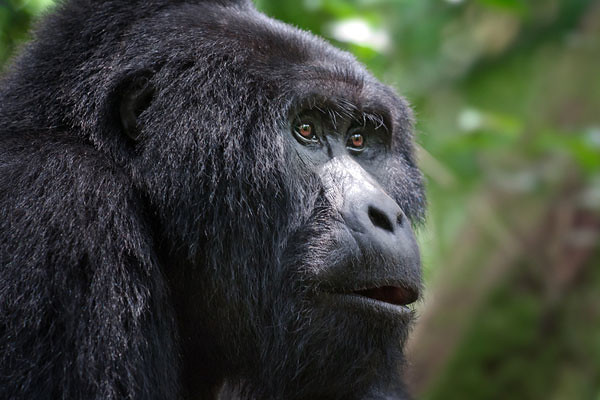 Best lodge for my gorilla trekking safari in Bwindi.