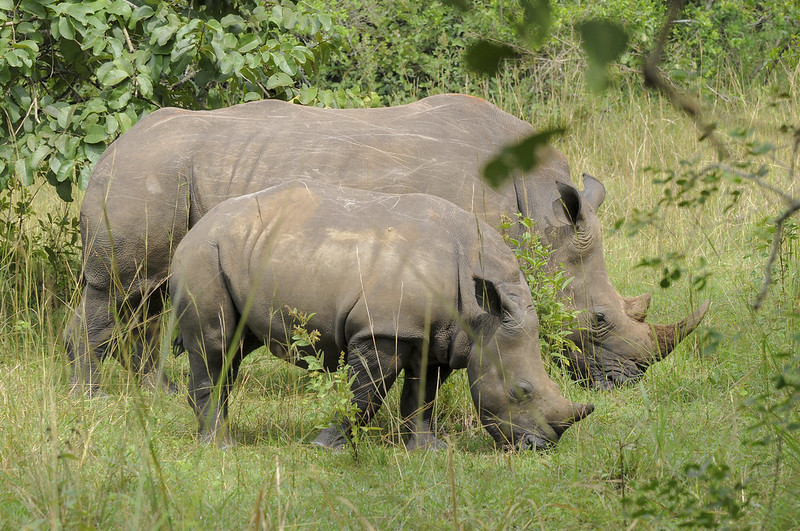 Affordable Family Festive Safari Destinations in Uganda.