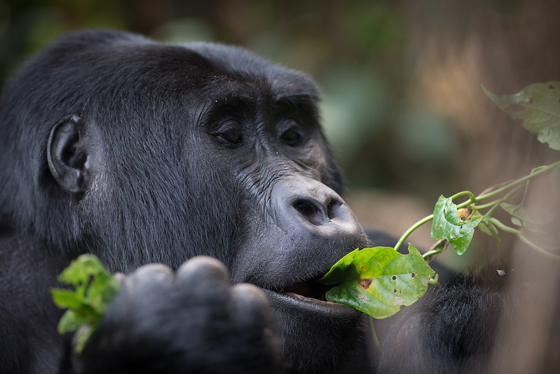 Bwindi Gorilla Trekking 3 Days.