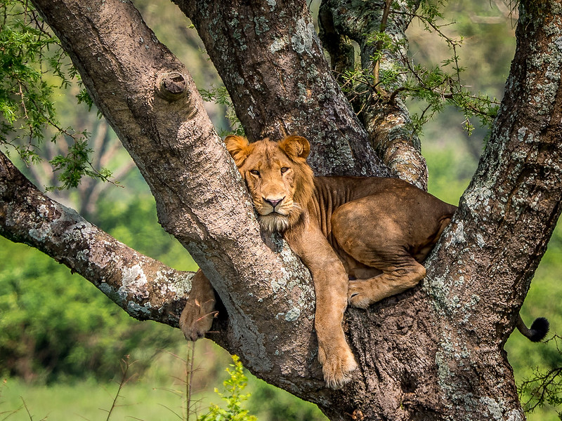 Combining Nyege Nyege Festival with Uganda Safaris The Ultimate Adventure.