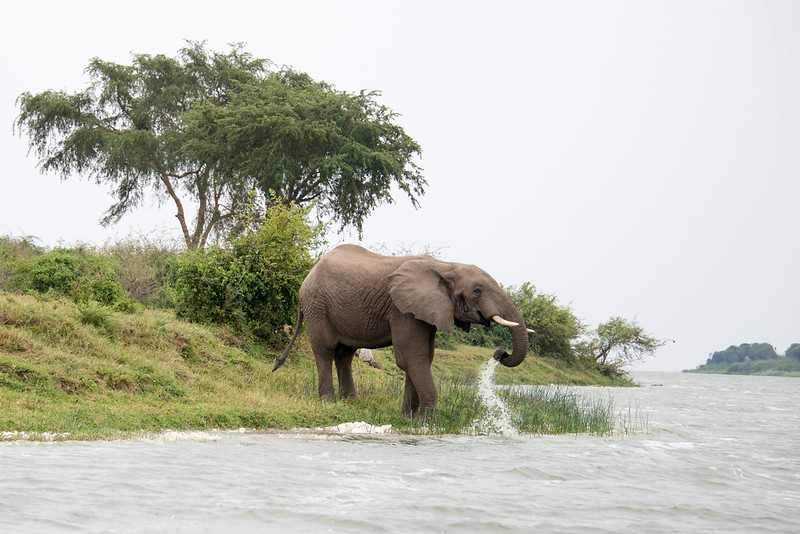 Safaris to Queen Elizabeth National Park.