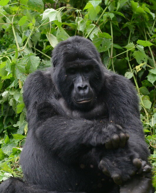 The Difference Between Uganda Gorilla Trekking and Gorilla Habituation Safaris.