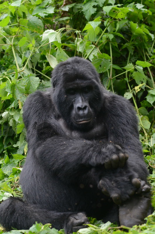 The Difference Between Uganda Gorilla Trekking and Gorilla Habituation Safaris.